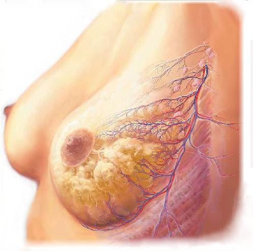 the female breast with Lympf and blood vessels